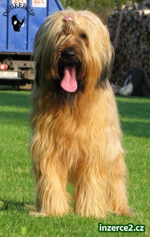 Briard_2 273738_2.jpg