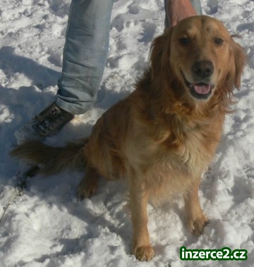 Zlatý retriever (daruji)_1 275266_1.jpg