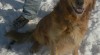 Zlatý retriever (daruji) 275266_t.jpg