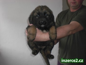Leonberger_1 275433_1.jpg