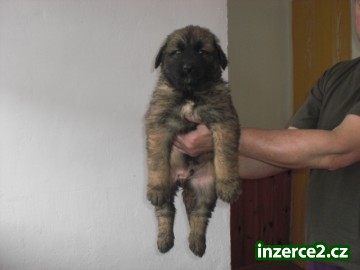 Leonberger_2 275433_2.jpg