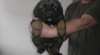 Leonberger 275433_t.jpg