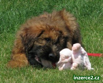 Briard_1 275646_1.jpg