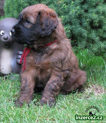 Briard_2 275646_2.jpg