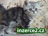Exotická koťátka 276429_2.jpg
