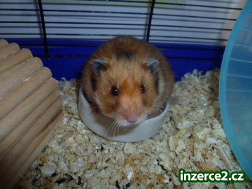 křeček zlatý_1 276507_1.jpg