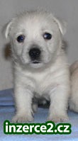 Westík (West Highland White Terrier)_1 276888_1.jpg