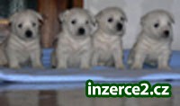 Westík (West Highland White Terrier)_2 276888_2.jpg