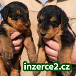 Erdelterier (Airedale terrier)_1 276890_1.jpg