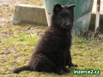 Belgický ovčák - Groenendael_1 277051_1.jpg