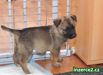 Darujeme štěňátka_2 277052_2.jpg