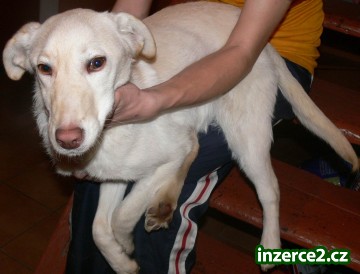 Daruji fenku labradora_1 277080_1.jpg