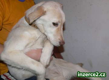Daruji fenku labradora_2 277080_2.jpg
