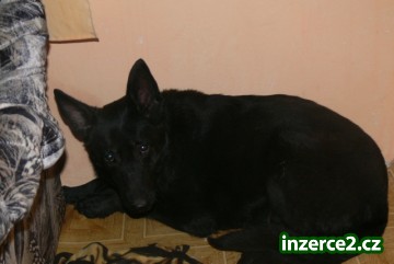 Daruji dvě fenky německého ovčáka_1 277859_1.jpg