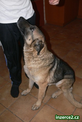 Darujeme pejsky - fenky_1 278374_1.jpg