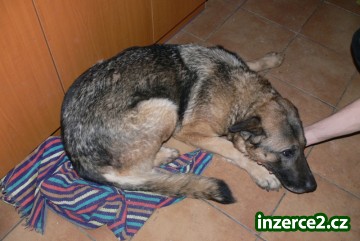 Darujeme dvě fenky NO_2 278603_2.jpg