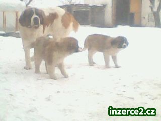 prodám štěňátka Bernardýna_2 278828_2.jpg