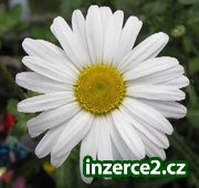 super nabídka_1 279380_1.jpg