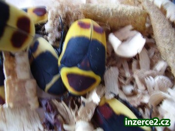 ZLATOHLÁVEK AFRICKÝ - Pachnoda marginata_2 280087_2.jpg
