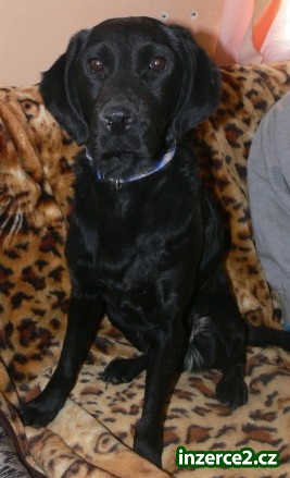 Darujeme černého labradora mix_1 281264_1.jpg