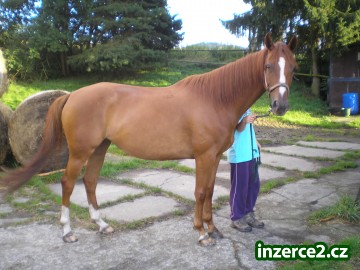 Prodám kobylku ČT 6let_2 282143_2.jpg