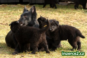 Belgický ovčák - Groenendael_2 282721_2.jpg