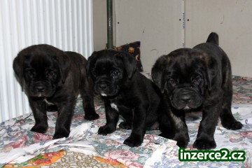 Cane Corso_1 282722_1.jpg