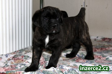 Cane Corso_2 282722_2.jpg