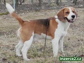 nabídka krytí bígl, beagle_1 282748_1.jpg