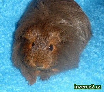 samička sheltie_1 282824_1.jpg