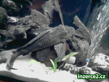 gibiceps_1 282864_1.jpg
