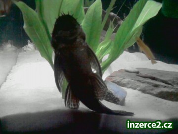 gibiceps_2 282864_2.jpg