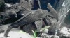gibiceps 282864_t.jpg