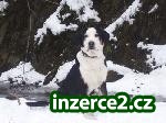 Velký švýcarský salašnický_1 283536_1.jpg