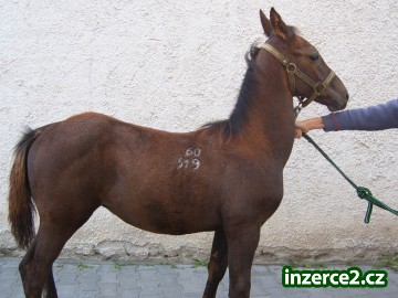prodám hřeběčka_1 28503_1.jpg