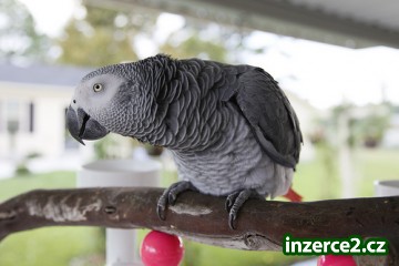 Africké Grey Papoušci hledáte pro starostlivá a krásné home_1 285426_1.jpg