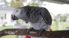 Africké Grey Papoušci hledáte pro starostlivá a krásné home 285426_t.jpg