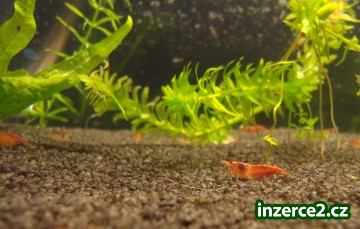 Krevetka, Red cherry_1 286079_1.jpg