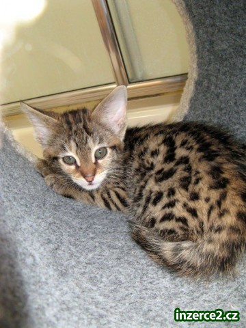exotické africké serval a karakal, savana a Ocelot koťata_1 286511_1.jpg