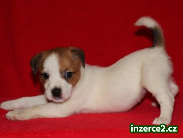 Jack russell terier s PP_2 287698_2.jpg