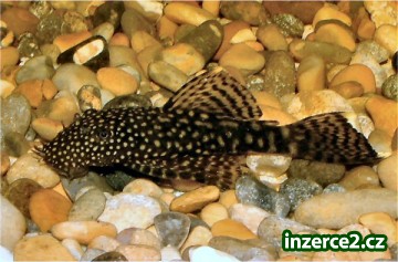 Daruji ancistruse_1 287803_1.jpg