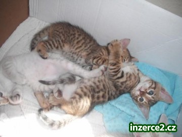 Bengal koťátka na prodej_1 288250_1.jpg