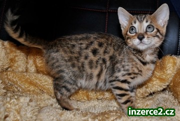 Bengal koťátka na prodej_2 288250_2.jpg