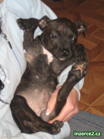 americký pitbullterier_1 28827_1.jpg