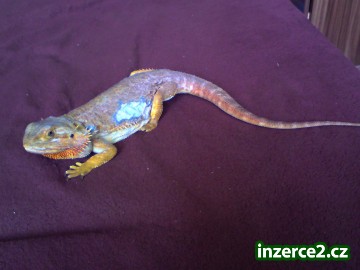 Agama Vousatá_1 292125_1.jpg
