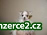 Šálek velikosti chihuahua štěňata pro re domovských webovém_1 292566_1.jpg