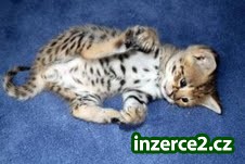 máme k dispozici savananh f1 serval a karakal koťata na prodej_1 292636_1.jpg