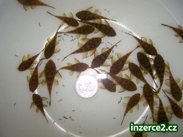 Prodám ancistruse obyčejné (2-3,5cm)_1 292829_1.jpg