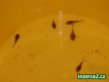 Prodám ancistruse obyčejné (2-3,5cm)_2 292829_2.jpg