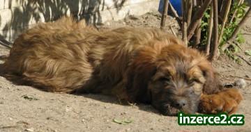 Briard_1 293287_1.jpg